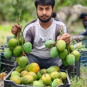 10 KG সাতক্ষীরার হিমসাগর আম হোম ডেলিভারি